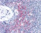 ICAM-1 / CD54 Antibody